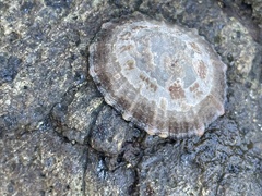 Cellana tramoserica