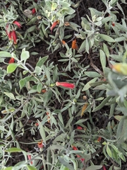 Eremophila glabra