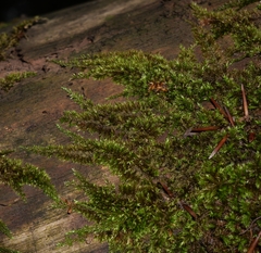 Homalothecium sericeum