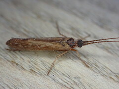 Limnephilus auricula