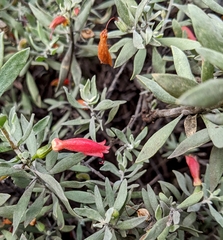 Eremophila glabra
