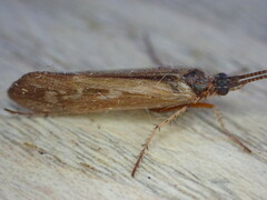 Limnephilus auricula