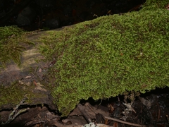 Homalothecium sericeum