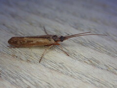 Limnephilus auricula