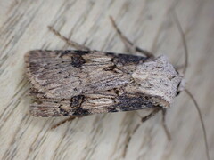 Agrotis puta
