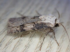 Agrotis puta