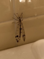 Dendroleon obsoletus