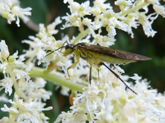 Tenthredo finschi