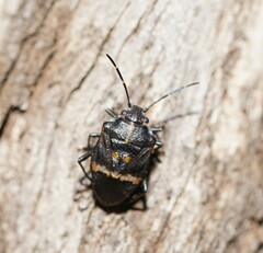 Aplerotus maculatus