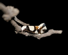 Monopis icterogastra