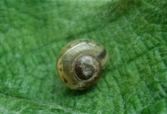 Fruticicola fruticum