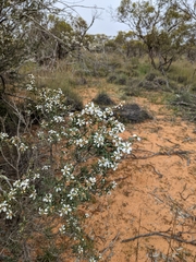 Leptospermum coriaceum