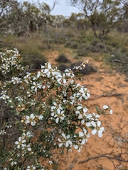 Leptospermum coriaceum