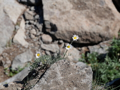 Erigeron compositus