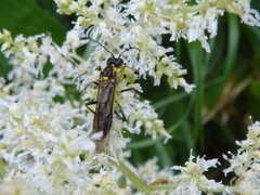 Tenthredo finschi