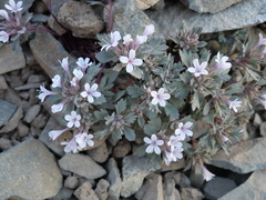 Collomia larsenii