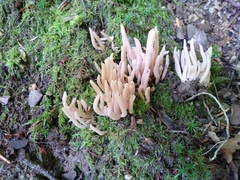 Clavaria