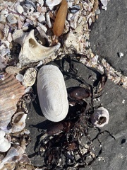 Scutus antipodes