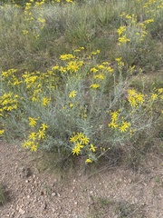 Senecio flaccidus
