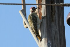 Campethera bennettii bennettii