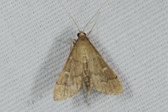 Dolicharthria punctalis