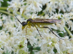 Tenthredo finschi