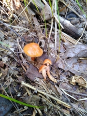 Gliophorus