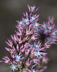 Andersonia caerulea