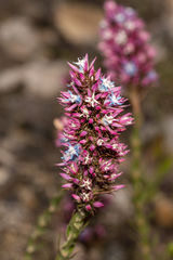 Andersonia caerulea
