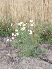 Tripleurospermum inodorum