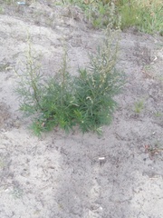 Artemisia vulgaris
