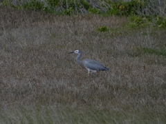 Egretta novaehollandiae novaehollandiae