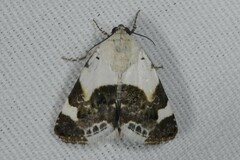 Acontia lucida