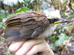 Garrulax leucolophus