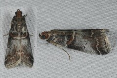 Acrobasis advenella