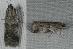 Acrobasis glaucella