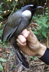 Pterorhinus chinensis