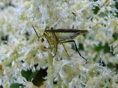 Tenthredo finschi