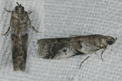 Acrobasis glaucella