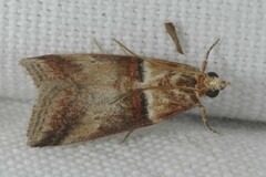 Acrobasis tumidana