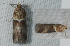 Acrobasis tumidana