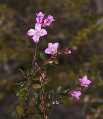 Boronia crenulata