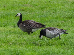 Branta leucopsis