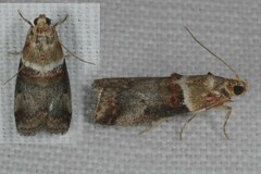 Acrobasis tumidana