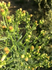 Erigeron floribundus