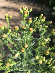 Erigeron floribundus