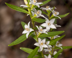 Crowea angustifolia