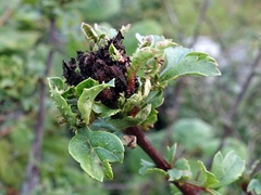 Dasineura crataegi