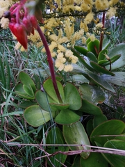 Cotyledon orbiculata
