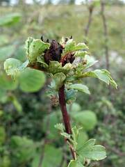 Dasineura crataegi
